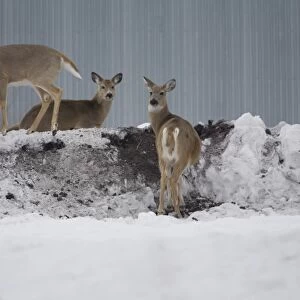 White-tailed Deer (Odocoileus virginianus) does, feeding on pile of frozen potatoes dumped on farm, North Dakota