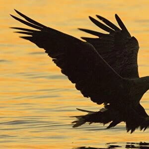 White-tailed Eagle (Haliaeetus albicilla) adult, in flight, swooping over water for fish, silhouetted at sunset, Flatanger, Norway, july