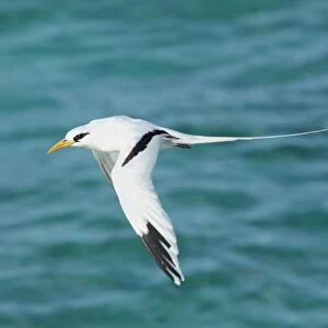 White-tailed Tropicbird (Phaethon lepturus) adult, in flight over sea, Cayman Islands