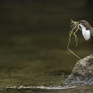 White-throated Dipper (Cinclus cinclus gularis) adult, collecting nesting material in beak, standing on stone in river