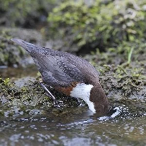 White-throated Dipper (Cinclus cinclus gularis) adult, feeding with head submerged in stream, Dovedale, Peak District