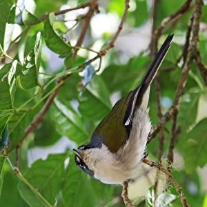White-winged Warbler (Xenoligea montana) adult, hanging from twig, Bahoruco Mountains N. P. Dominican Republic, January
