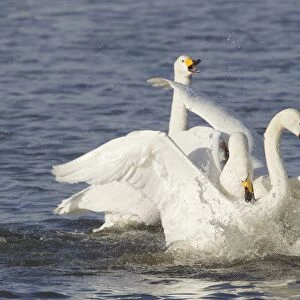Whooper Swan (Cygnus cygnus) adults, fighting on water, Ouse Washes, Norfolk, England, february