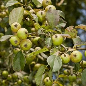 Wild Crabapple (Malus sylvestris) close-up of fruit, New Forest, Hampshire, England, August