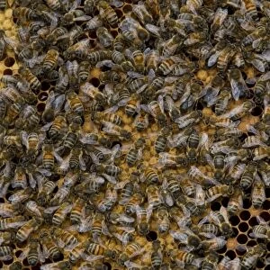 Worker bees tending larva and honey/nectar cells in the brood frame part of the hive