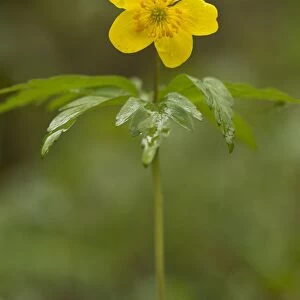 Yellow Anemone (Anemone ranunculoides) flowering, French Pyrenees, France, May