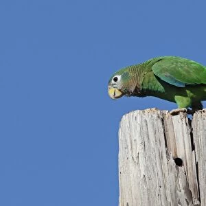 Yellow-billed Amazon Parrot (Amazona collaria) adult, perched on old post, Hope Gardens, Kingston, Jamaica, December
