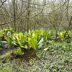 Yellow Skunk Cabbage (Lysichiton americanum) introduced naturalized species, flowering