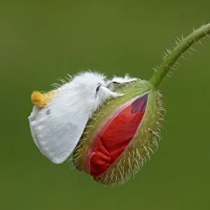 Yellow-tail Moth (Euproctis similis) adult male, resting on Corn Poppy (Papaver rhoeas) opening flowerbuds