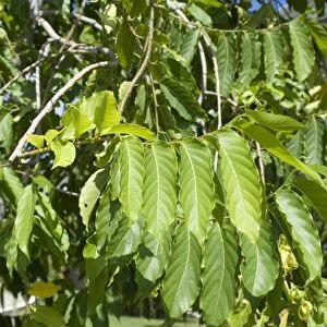 Ylang-ylang (Cananga odorata) close-up of leaves, Grenada, Grenadines, Windward Islands, Lesser Antilles, August
