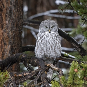 01128-00119 Great Gray Owl (Strix nebulosa) Yellowstone National Park, WY
