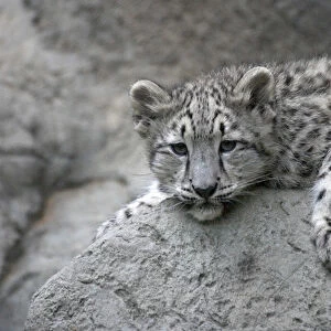 4 month old Snow leopard cub draped over a rock (Panthera uncia), Sacramento Zoo