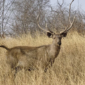 Adult male, Sambar deer, Ranthambore National Park, Rajasthan, India