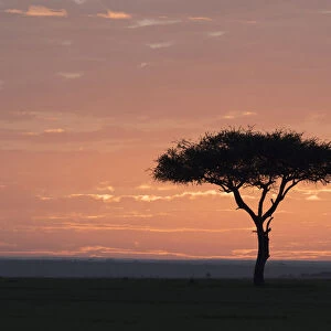 Africa, Kenya, Amboseli National Park. Sunrise backlights umbrella thorn acacia tree