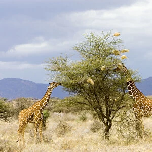 Africa, Kenya. Two giraffes eat leaves off tree