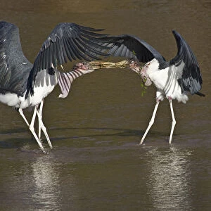 Africa, Kenya. Marabou storks struggle over nesting material