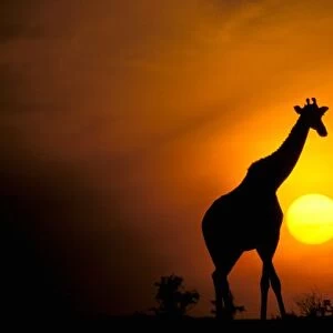 Africa, Kenya, Masai Mara. Giraffe (Giraffe camelopardoalis)