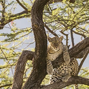 Africa, Kenya, Samburu National Reserve. African Leopard (Panthera pardus pardus) in tree
