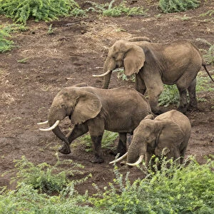 Africa, Kenya, Shompole, Aerial view of adult Elephants (Loxodonta africana