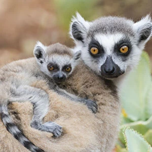 Africa, Madagascar, Anosy, Berenty Reserve