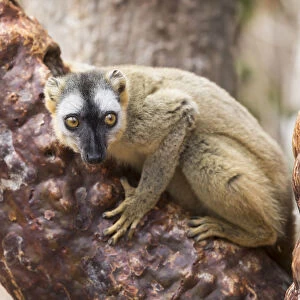 Lemuridae Collection: Red-fronted Brown Lemur