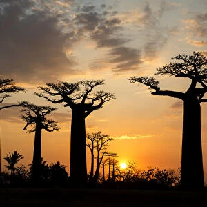 Africa, Madagascar, Morondava, Baobab Alley