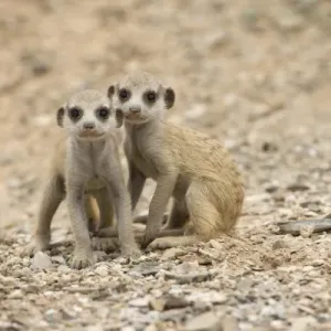 Print of Namibia, Meerkat Pups in the Namib Desert Print of Namibia, Meerkat Pups in the Namib Desert