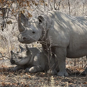 Africa, Namibia, Etosha National Park. Mother rhinosceros and baby in shade. Credit as