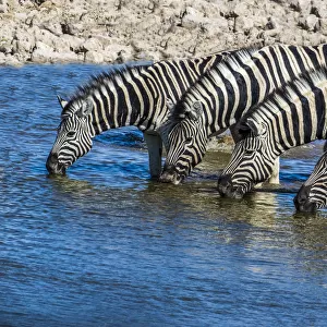 Africa, Namibia, Etosha National Park, Zebras at the Watering Hole
