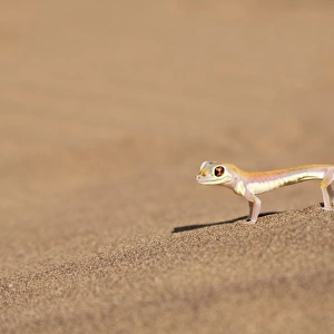 Africa, Namibia, Namib Desert. Palmetto gecko on sand