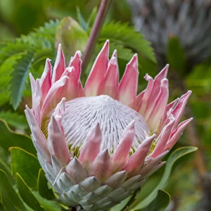 Africa, South Africa, Cape Town. King protea flower close-up