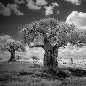 Africa, Tanzania. Ancient baobab trees, dot the landscape in this infrared view