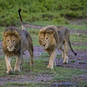 Africa. Tanzania. Male African lions (Panthera leo) at Ndutu in Serengeti NP
