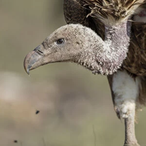 Africa, Tanzania, Ngorongoro Conservation Area, White-backed Vulture (Gyps africanus