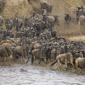 Africa. Tanzania. Wildebeest herd crossing the Mara river during the annual Great