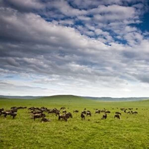 Africa. Tanzania. Wildebeest herd in Ngorongoro Crater, Ngorongoro Conservation Area
