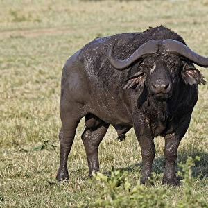 African buffalo covered in fresh mud, Masai Mara, Kenya, Africa