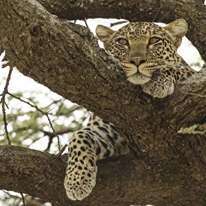 African leopard in tree, Panthera pardus pardus, Serengeti National Park, Tanzania