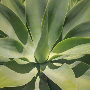 Agave Attenuata, native to Mexico, is often known as the lions tail, swans neck or foxtail