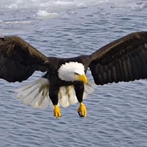 Alaska. Bald Eagle (Haliaeetus leucocephalus)