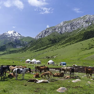 Alpe with Yurt and horses, the mares are used for milking