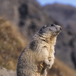 Alpine Marmot, Marmota marmota, adult standing up calling, Ss Fee, Switzerland