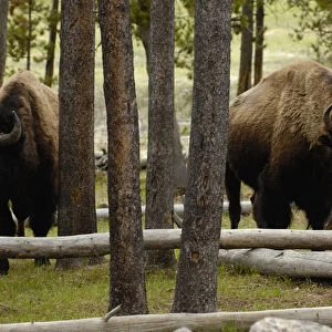American Bison (Bison bison) Yellowstone National Park Wyoming. USA
