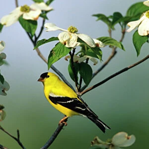 Finches Fine Art Print Collection: American Goldfinch