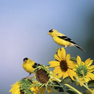 Passerines Photographic Print Collection: Finches