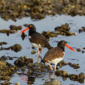 Oystercatchers Canvas Print Collection: American Oystercatcher