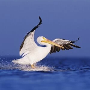 American White Pelican, Pelecanus erythrorhynchos, adult in flight landing, Rockport