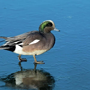 The American widgeon (anas penelope) is a dapping duck, formerly called the baldpate