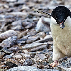 Antarctica. Adelie Penguin gathers a pebble for a nest