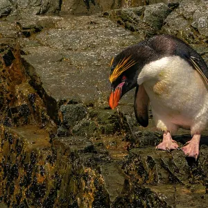 Penguins Collection: Macaroni Penguin
